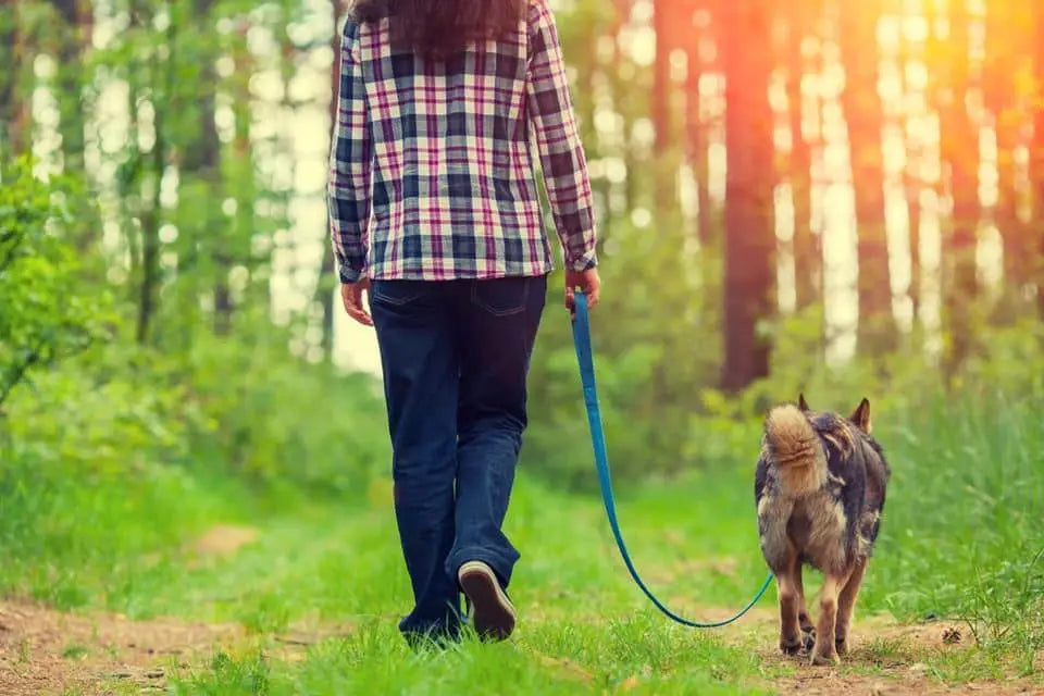 Why Keeping Dogs on a Lead Is Essential for Safety