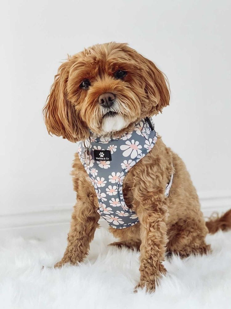 "Fresh as a daisy" Adjustable Harness image 2