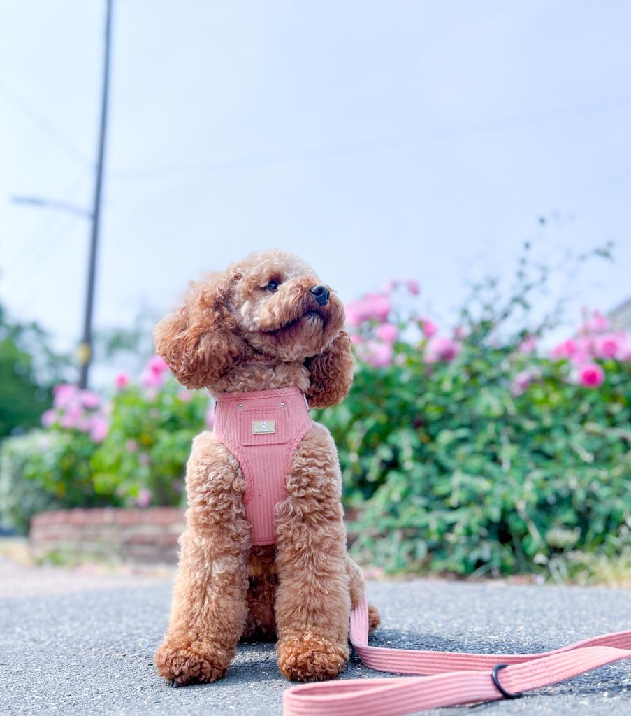 "La Vie En Rose" Adjustable Harness image 9
