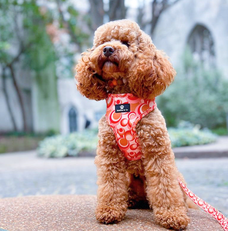 "Rogue Retro" Adjustable Harness image 8
