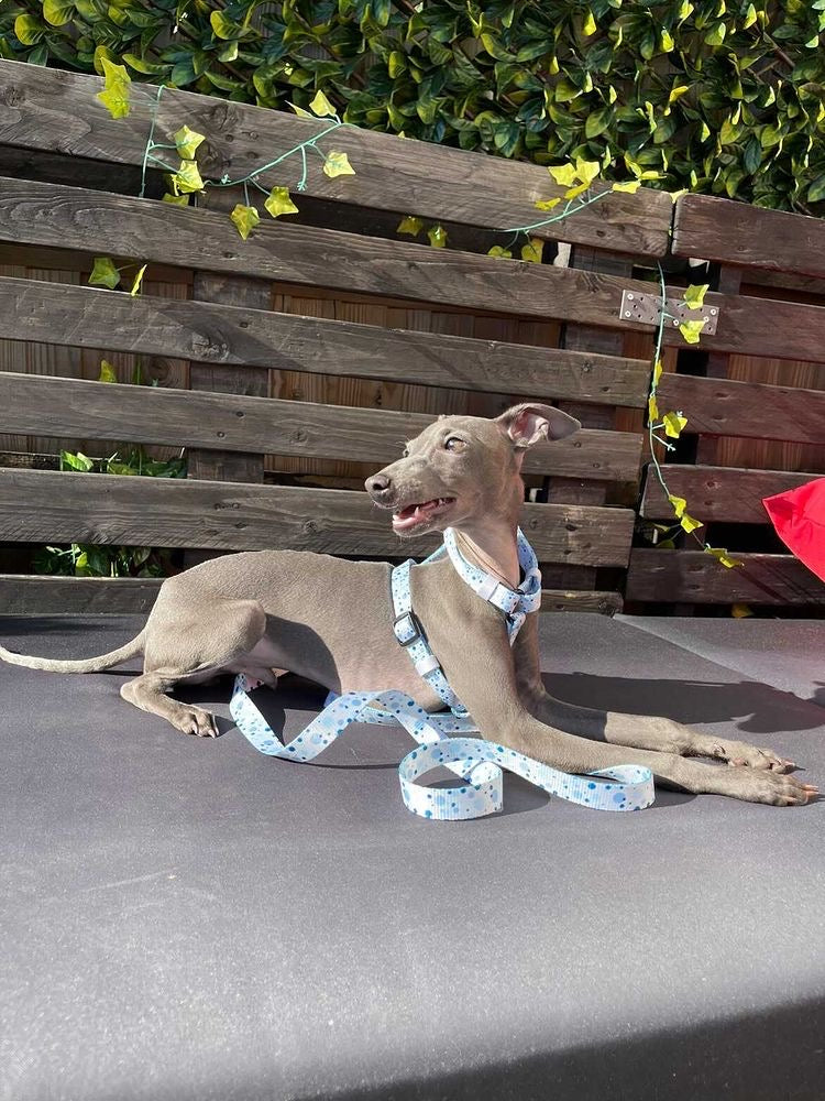 "Dotty over you" Strap Harness image 4