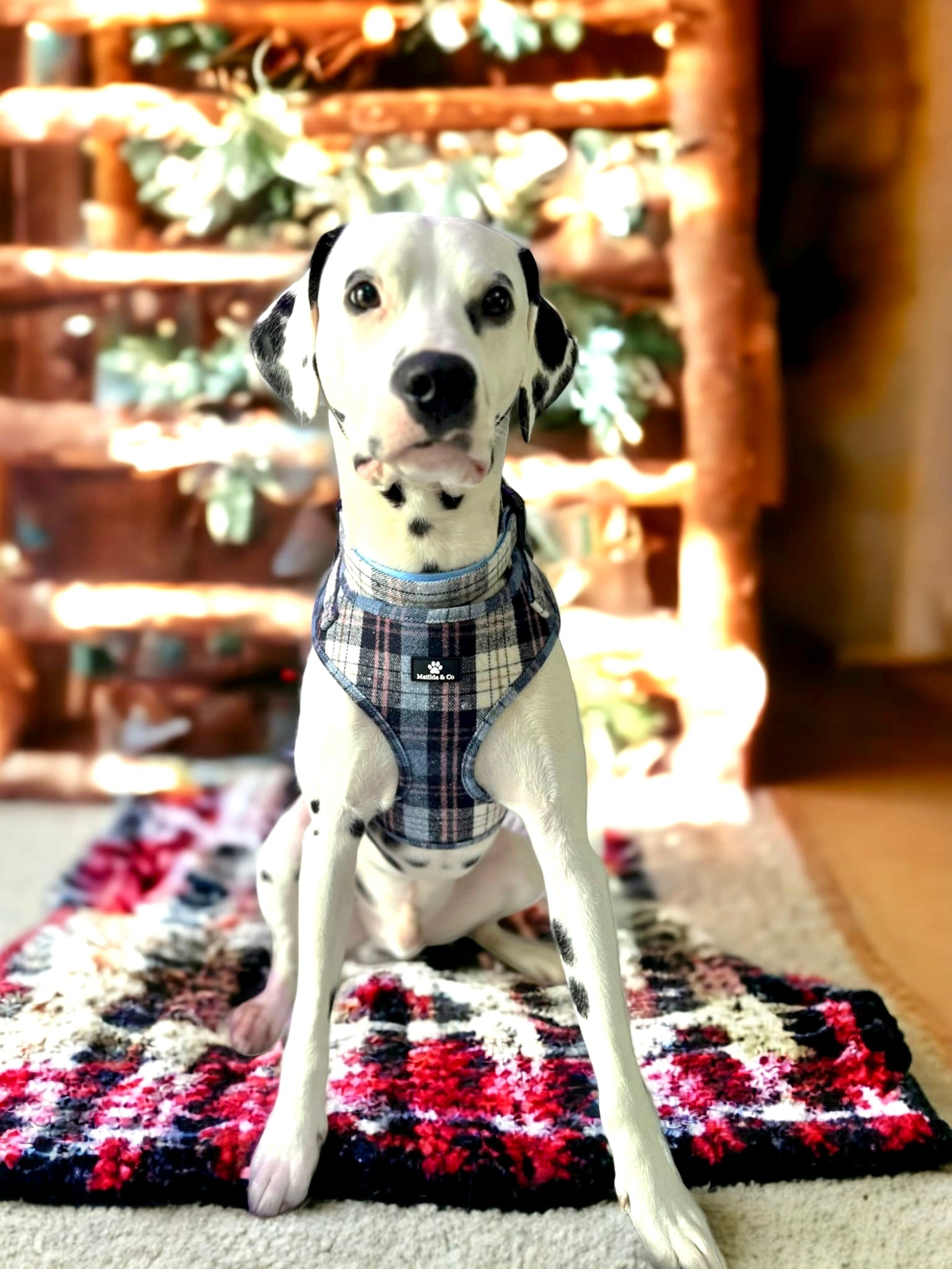 Highland Skye Adjustable Harness image 13