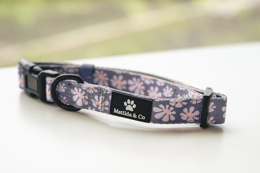 Fresh as a daisy' Collar image 1