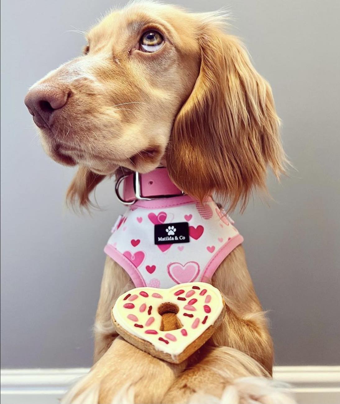 "My heart belongs to you" Adjustable Harness image 3