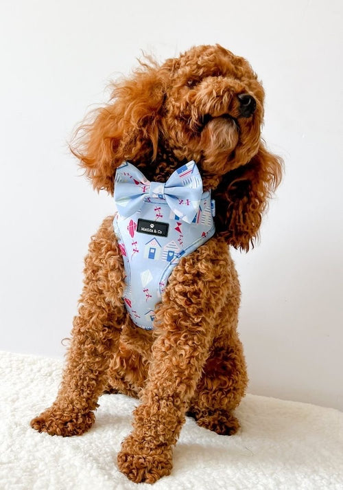 "Take me to the Beach" Adjustable Harness image 1