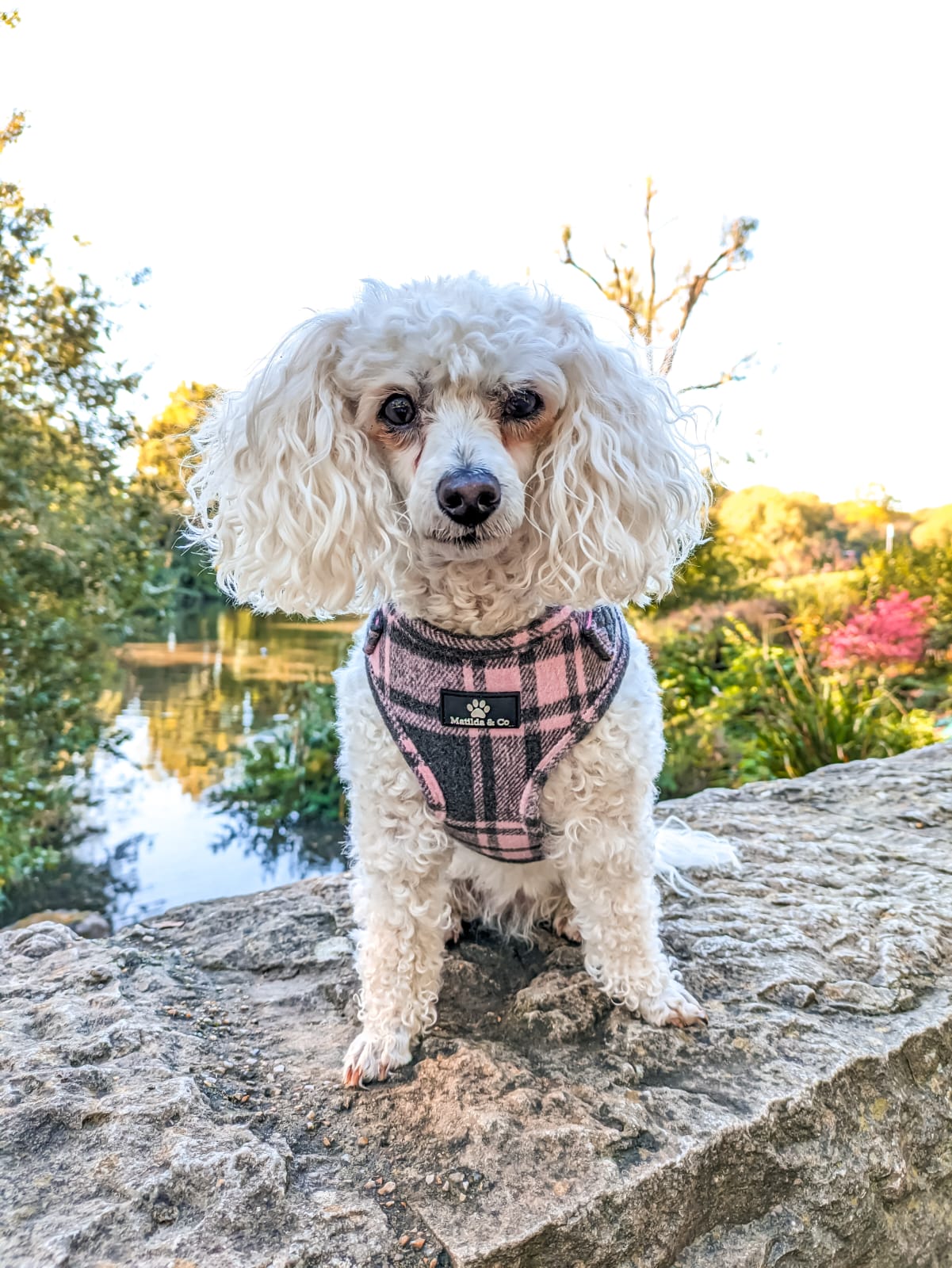 Highland Heather Adjustable Harness image 11