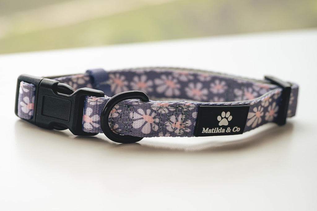 Fresh as a daisy' Collar image 0