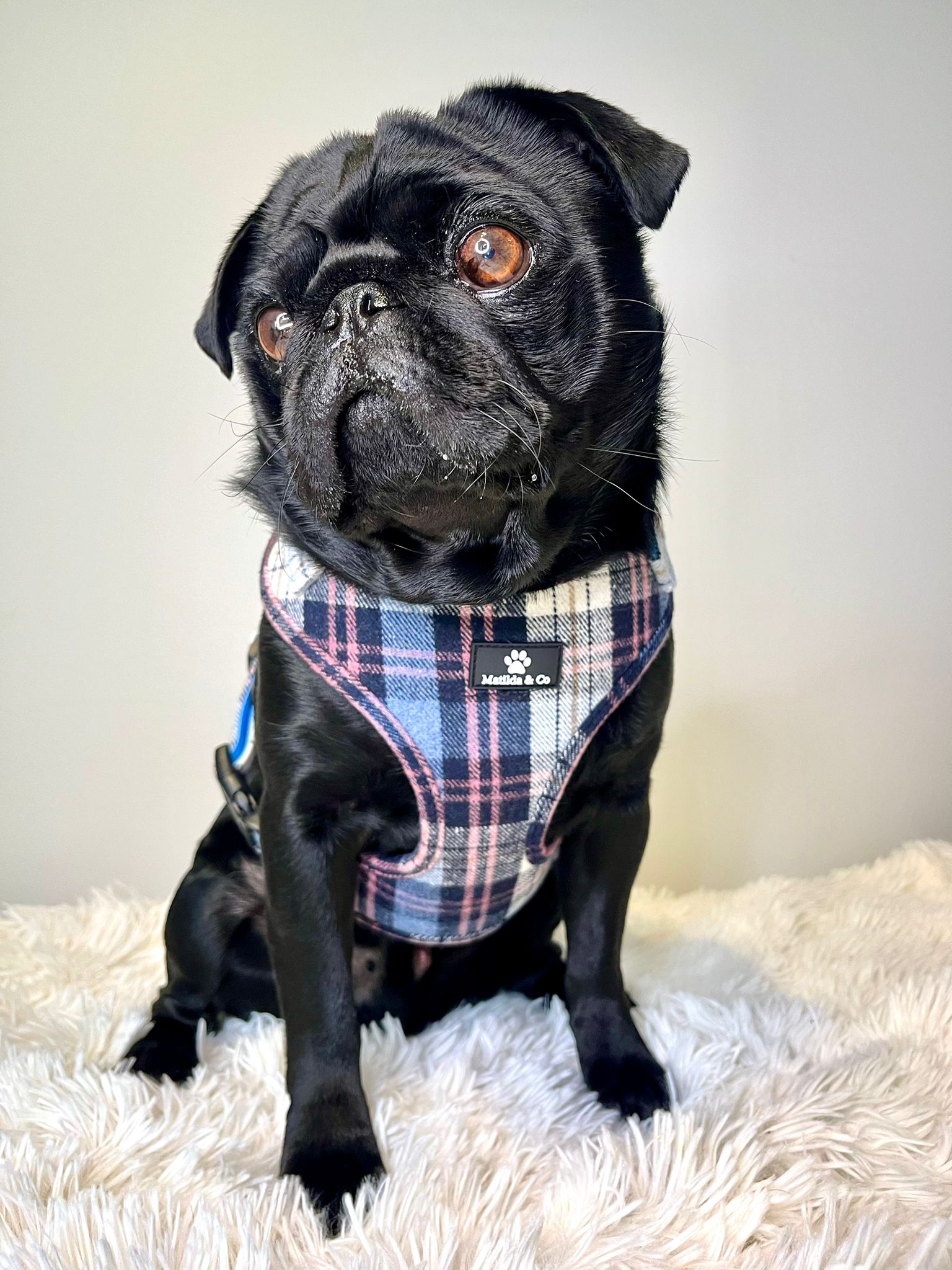 Highland Skye Adjustable Harness image 3