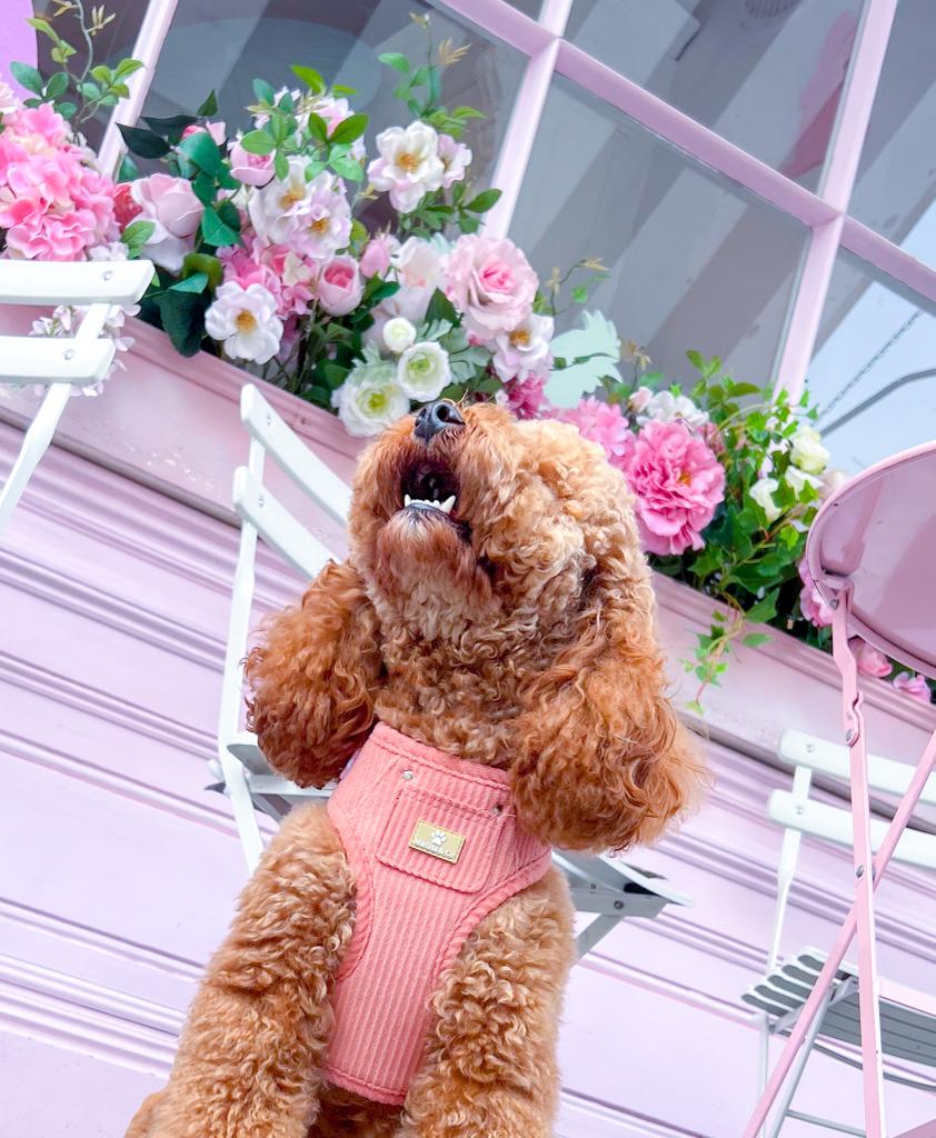 "La Vie En Rose" Adjustable Harness image 5