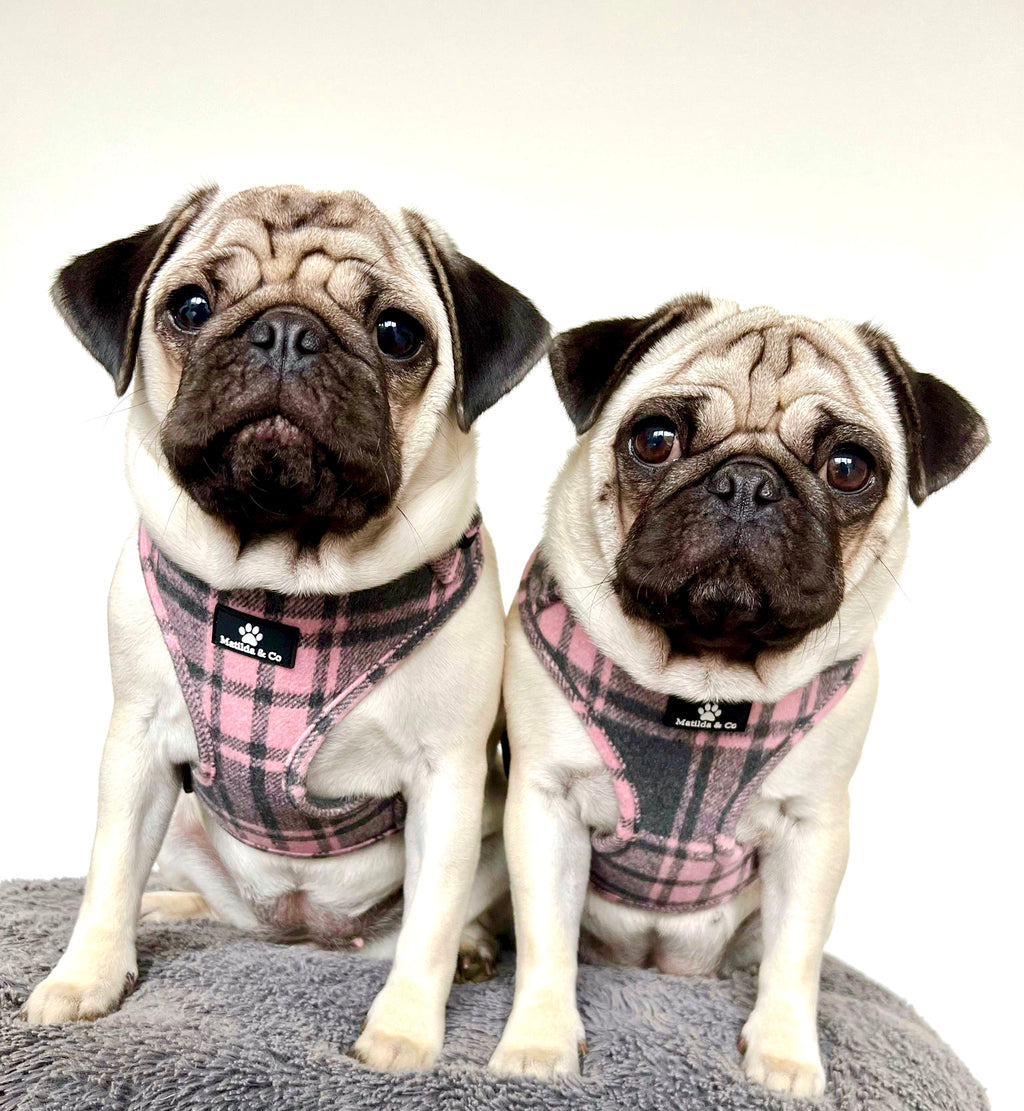 Highland Heather Adjustable Harness image 9