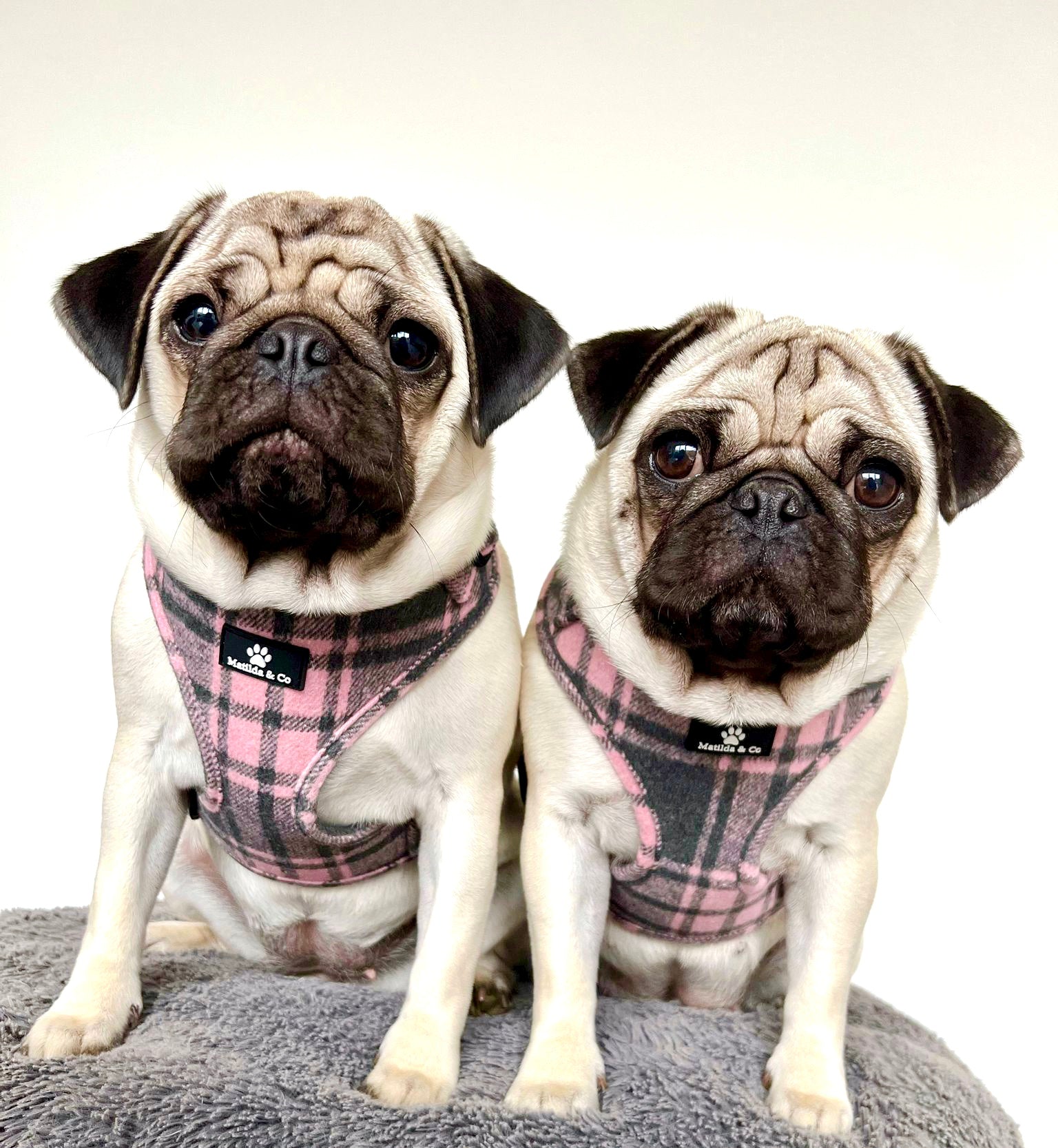 Highland Heather Adjustable Harness image 9