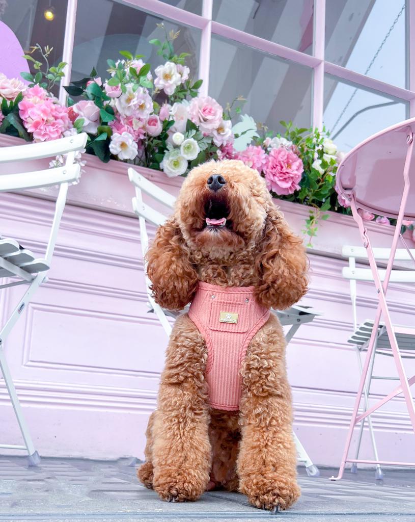 "La Vie En Rose" Adjustable Harness image 1