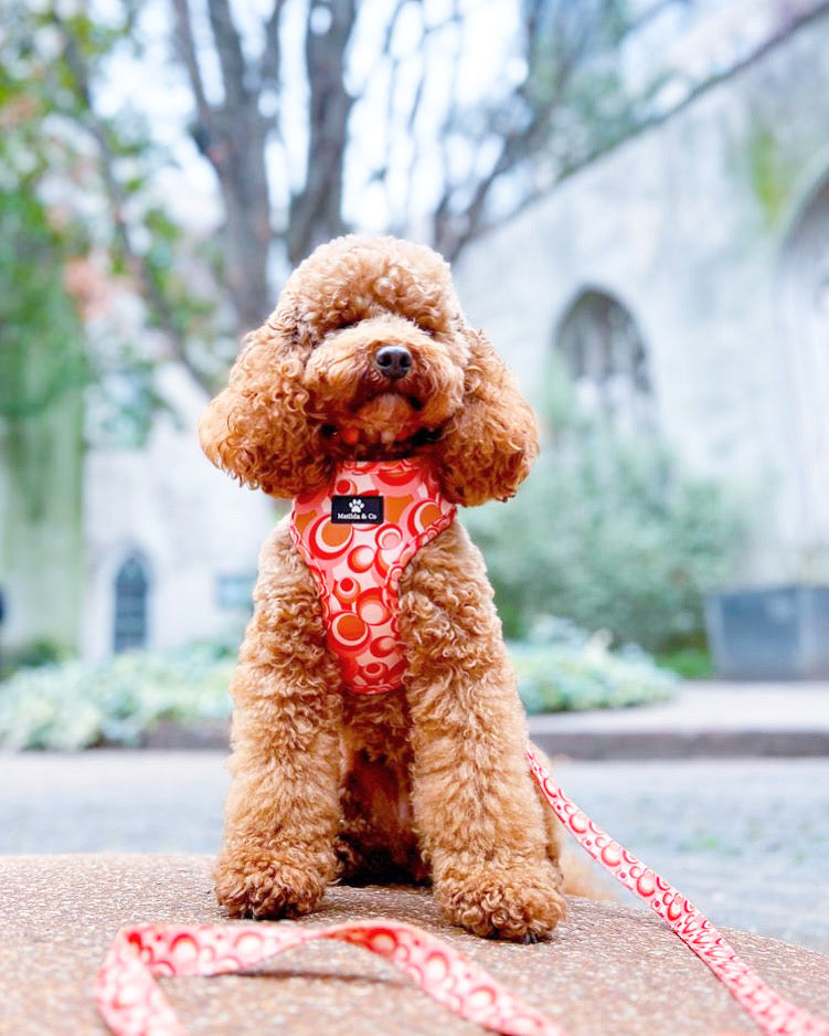 "Rogue Retro" Adjustable Harness image 3