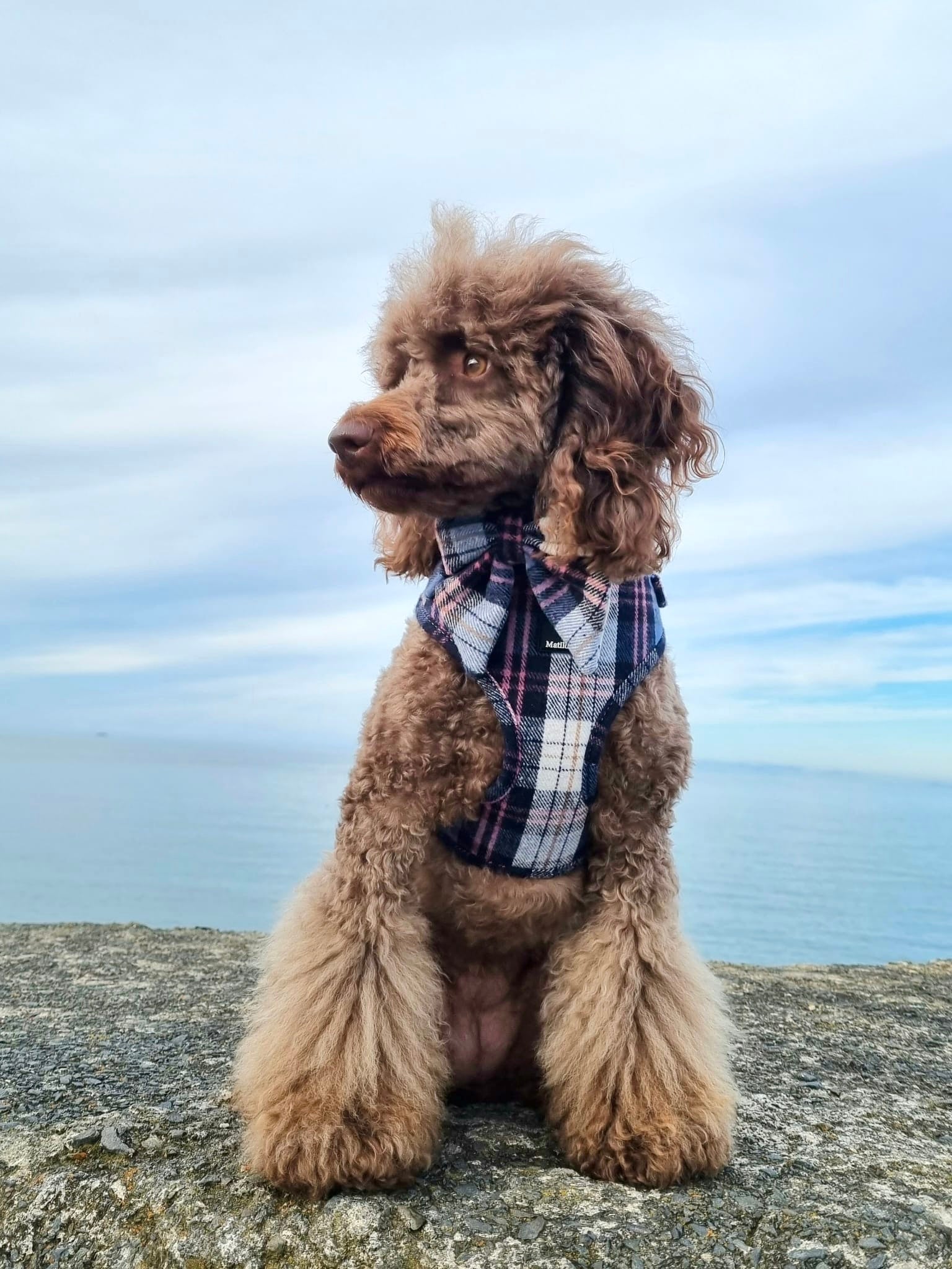 Highland Skye Adjustable Harness image 5