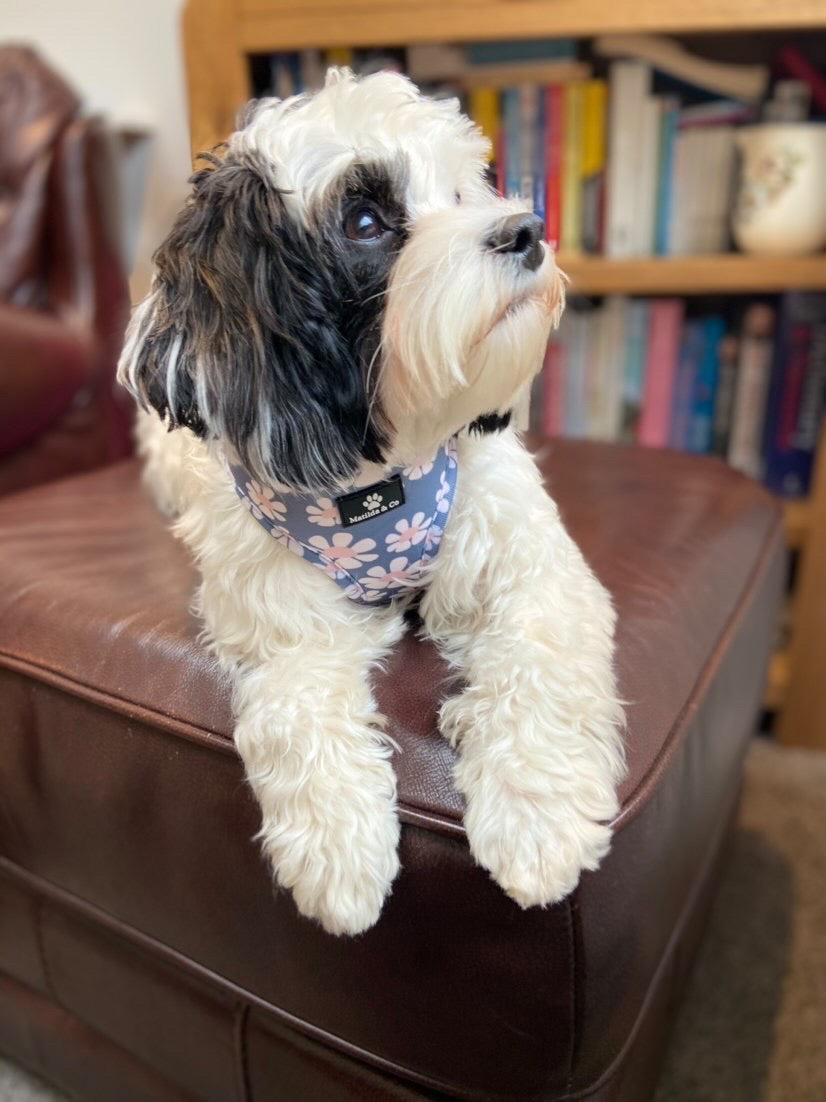 "Fresh as a daisy" Adjustable Harness image 1