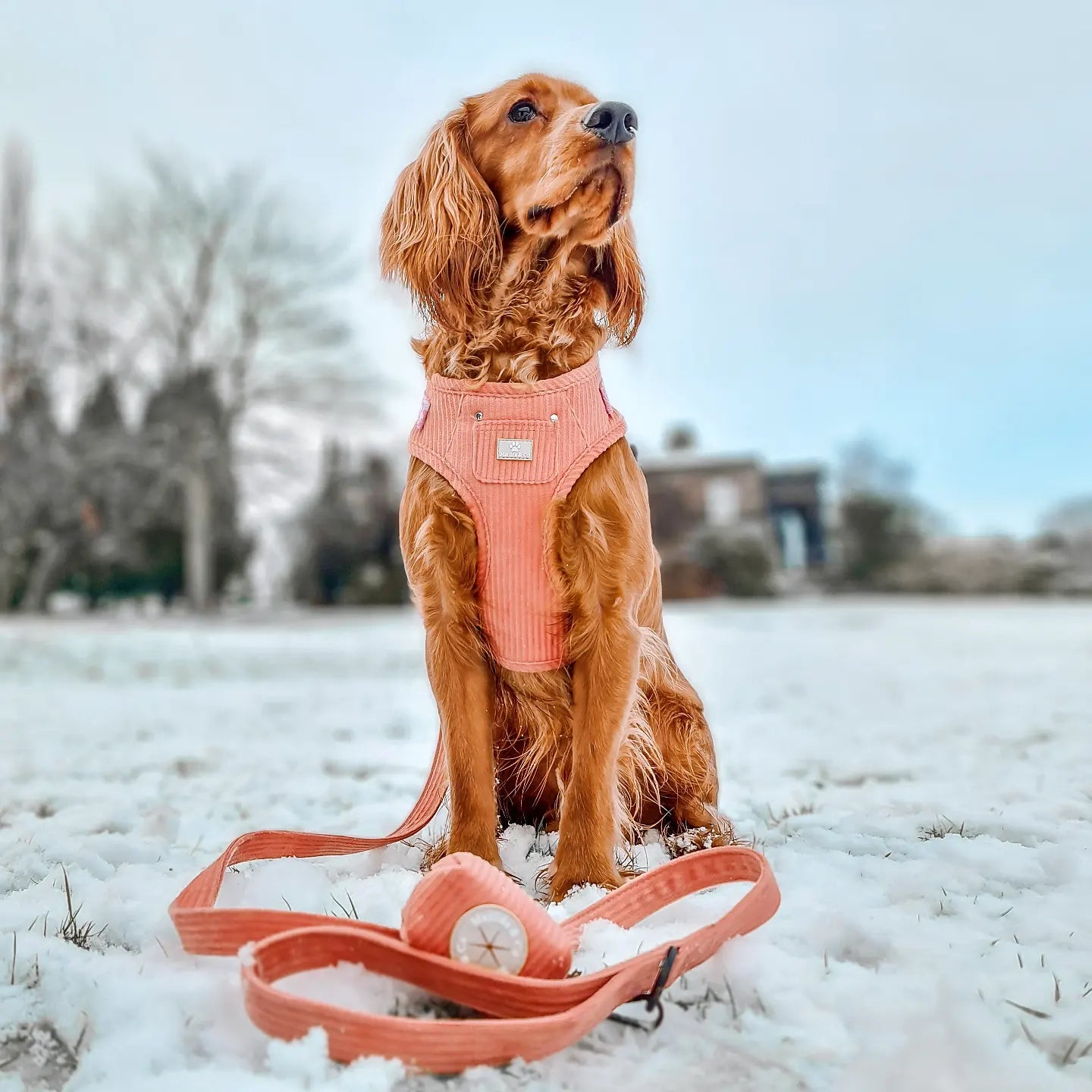 "La Vie En Rose" Adjustable Harness image 2