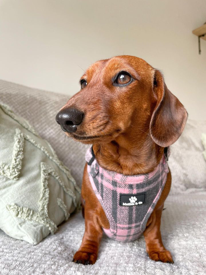 Highland Heather Adjustable Harness image 8