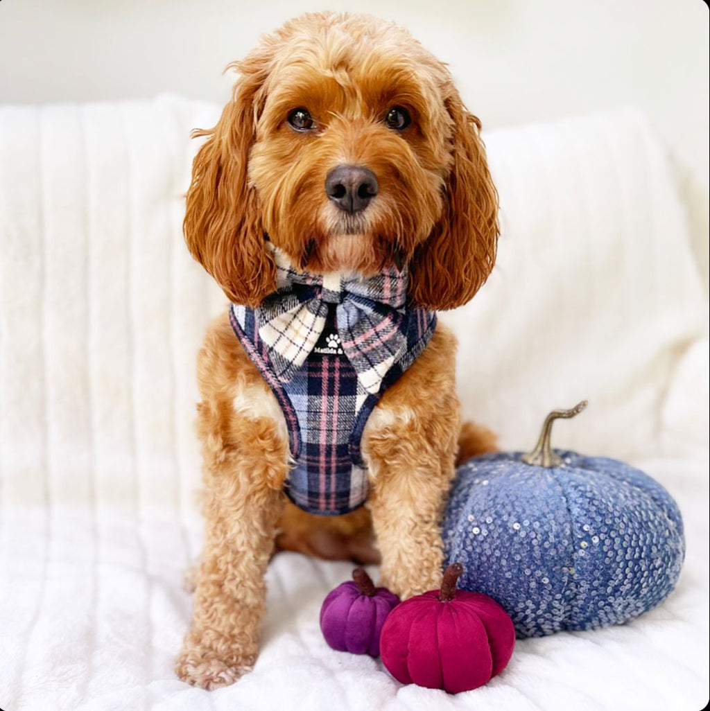Highland Skye Adjustable Harness image 6